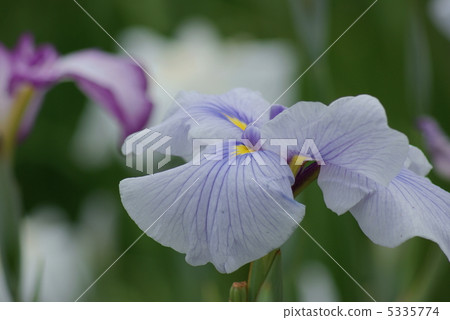 The iris god of the snakes 5335774