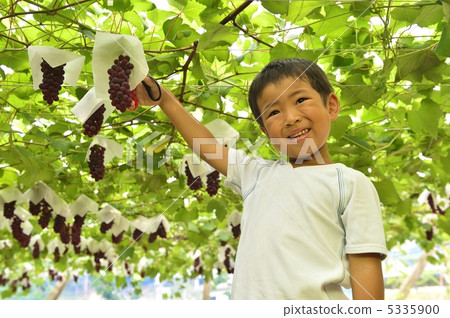 Grape picking Grape picking 5335900