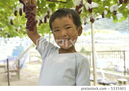 Grape picking Grape picking 5335901