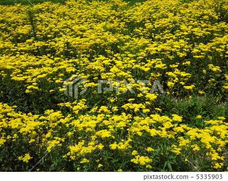 A maiden flower 5335903