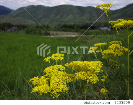 A maiden flower A maiden flower 5335909