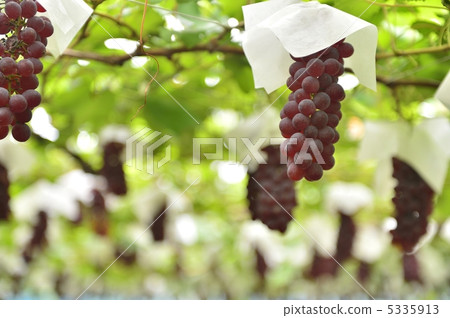 Vineyard Vineyard 5335913