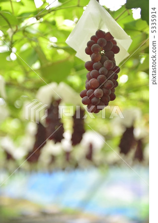 Vineyard Vineyard 5335914