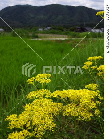 A maiden flower 5335917