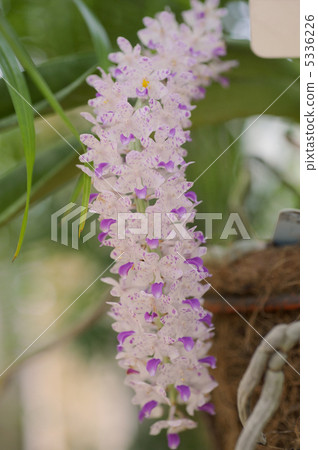 Rincosostilis · letsa 5336226