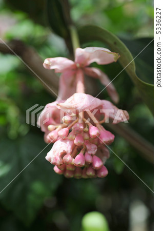 Medinira Magnifica Medinira Magnifica 5336227