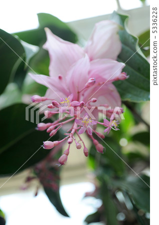 Flower of Medinira Magnifica 5336228
