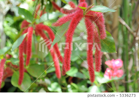 Benihimonoki 5336273