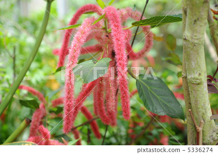 Benihimonoki 5336274