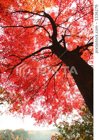 Maple that turned red in red 5336276