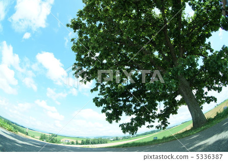 Seven Star Tree 5336387