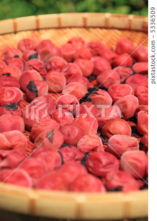 Umeboki曬乾 Umeboki曬乾 5336509