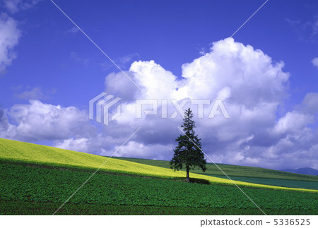 Stand on the hill of Mikasa 5336525