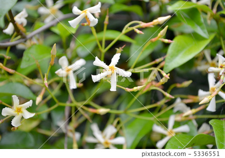 Tei Ka Zera Tei Ka Zera 5336551