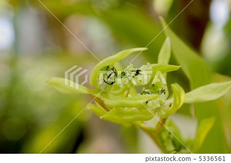 Serologine · Pandurata 5336561