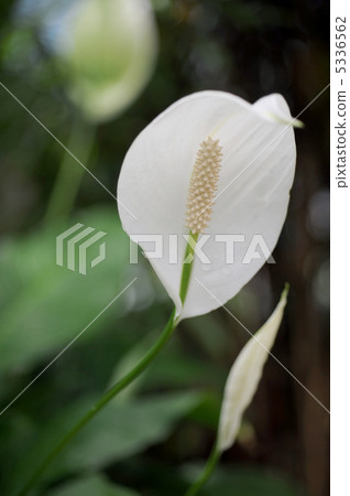 Supatifiramu Supatifiramu 5336562