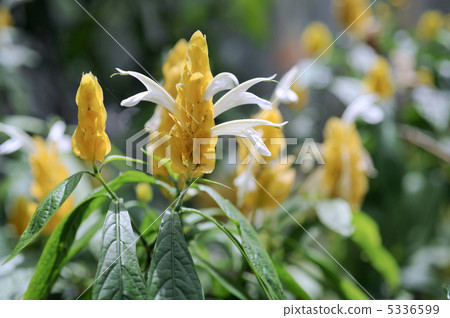 Pakistus flowers Pakistus flowers 5336599