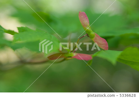 楓樹種子 5336628