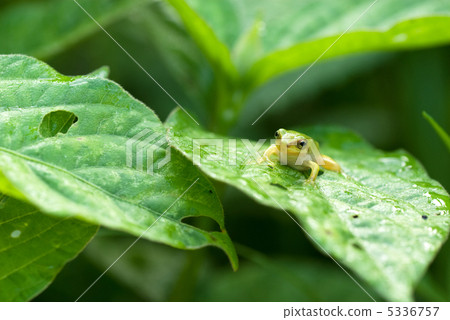 樹蛙 5336757