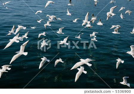Seagull Seagull 5336900