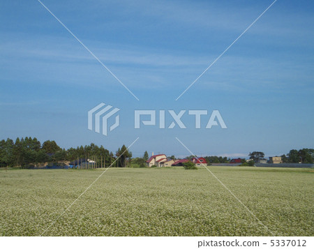Buckwheat field 5337012