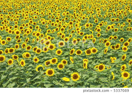 向日葵田 5337089