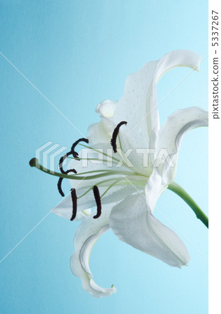 卡薩布蘭卡 5337267