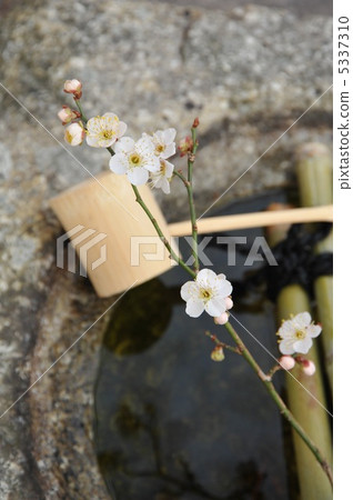 Plum and crisp 5337310