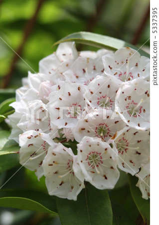 美國·杜鵑花 美國·杜鵑花 5337395