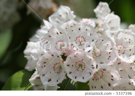 America · rhododendron 5337396