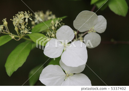 Koga Tutsugi Koga Tutsugi 5337402