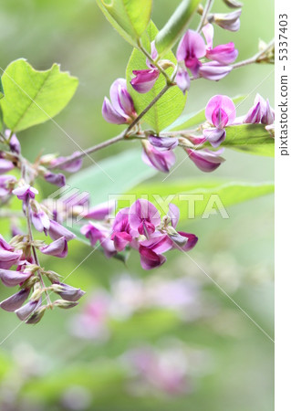 由翻譯提供支持 5337403