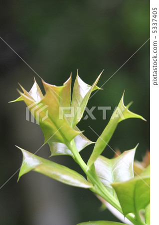 Holly cod roe 5337405