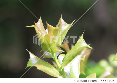 冬青鱈魚子 5337406