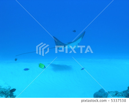 Madara Tsuboei 5337538