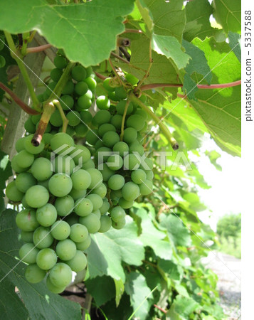 綠葡萄(垂直) 綠葡萄(垂直) 5337588