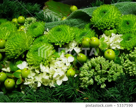 Green spray mum Green spray mum 5337590