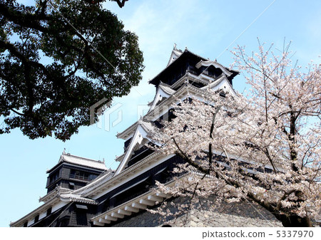 熊本城堡櫻花 5337970
