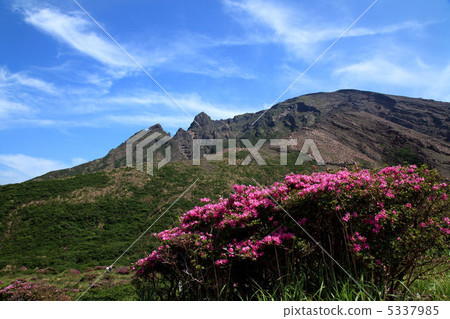 Miyamakirishima Miyamakirishima 5337985