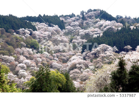 Yoshinoyama Sakura 5337987