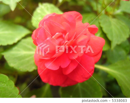 Double-bloom Impatiens Double-bloom Impatiens 5338083