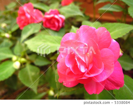 Double-bloom Impatiens 5338084