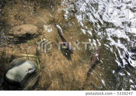 Two carp in the river Two carp in the river 5338247