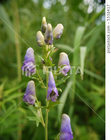 尾瀨附子 5338417