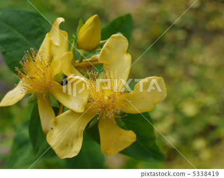 Hypericum ascyron 5338419