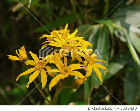 Marubadakekabuki 5338420