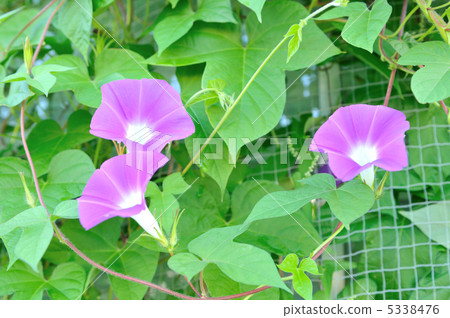 Green curtain of morning glory and goya. 5338476