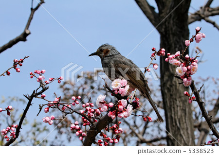 Komagi Higashi Sports Park's brown-eared bulbul and a pale pink plum flower starting to bloom Komagi Higashi Sports Park's brown-eared bulbul and a pale pink plum flower starting to bloom 5338523