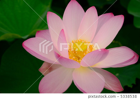 Tanaka Shrine Oga lotus 5338538