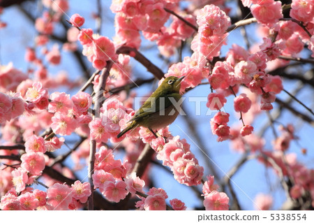 Mejiro and red plum Mejiro and red plum 5338554